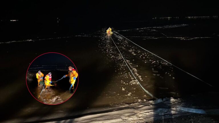 People See Something On Frozen Bay In NY, Then Realize It’s Tiny Creature In Urgent Need Of Help