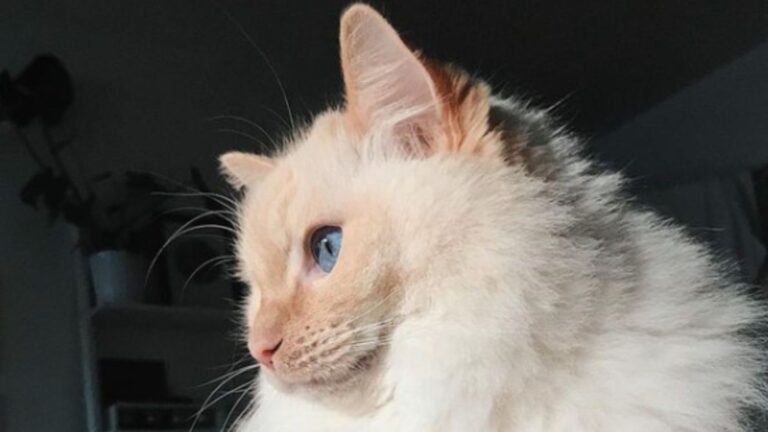 Idaho Woman Filmed Her Cat While She Was Home Alone And What She Saw Broke Her Heart