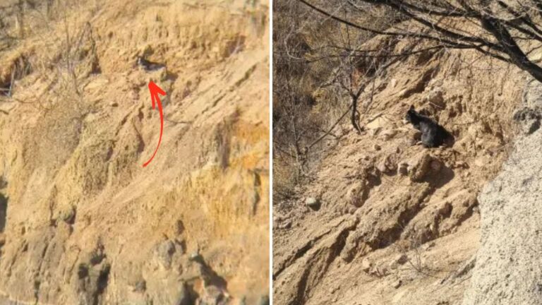 Man Spots An Unusual Figure On A Cliff In Colorado And Realizes It’s A Tiny Life In Danger