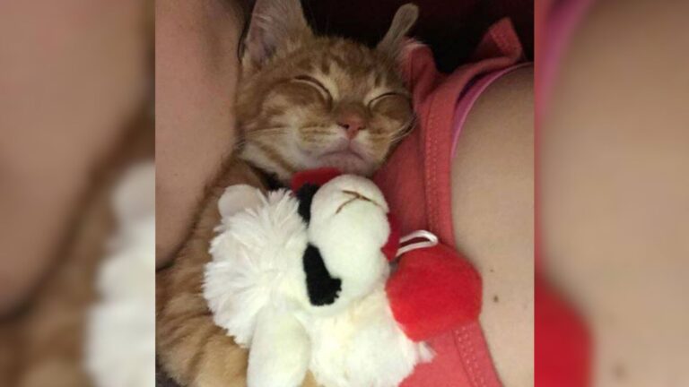 Wisconsin Woman Adopts A Kitten Who Wouldn’t Stop Crying Until She Realized What He Was Missing