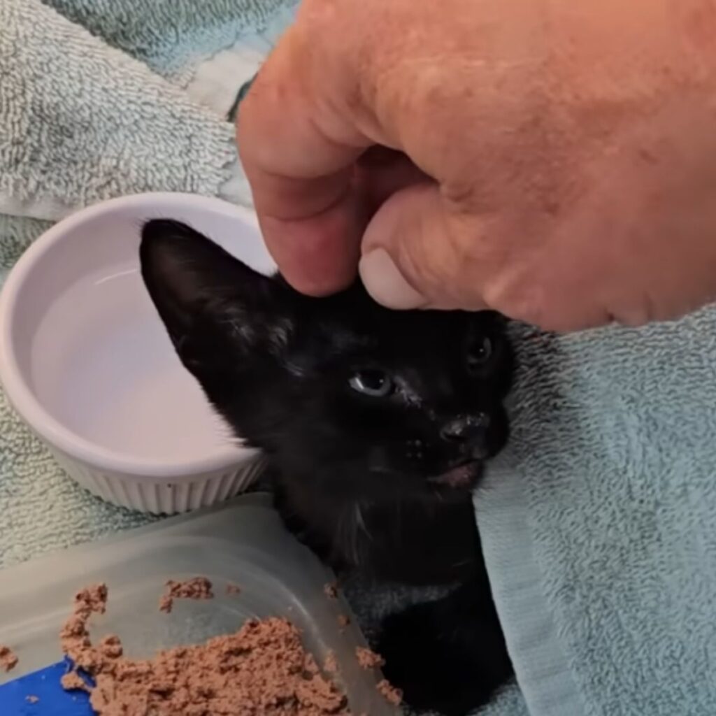kitten covered in fur being caressed by a man