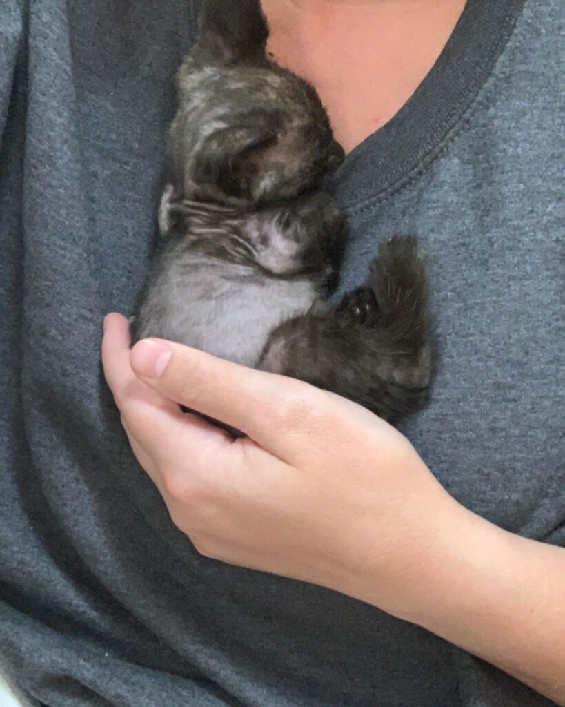 kitten curled up on a woman's chest
