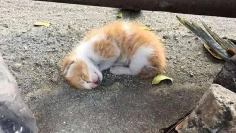 Tiny Kitten Was Lying On Texas Roadside With No Signs Of Life, Then Something Amazing Happened
