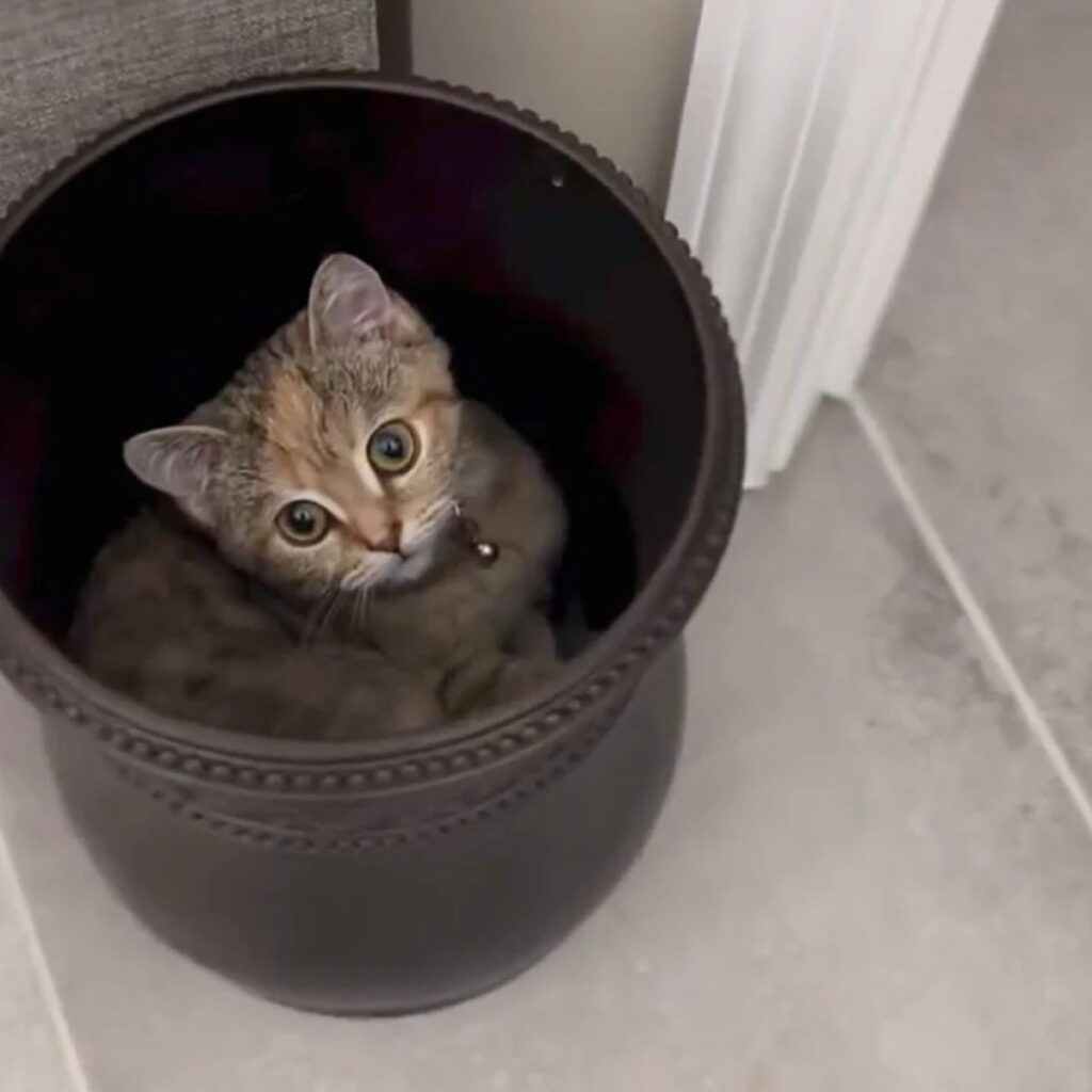 kitten in a pot