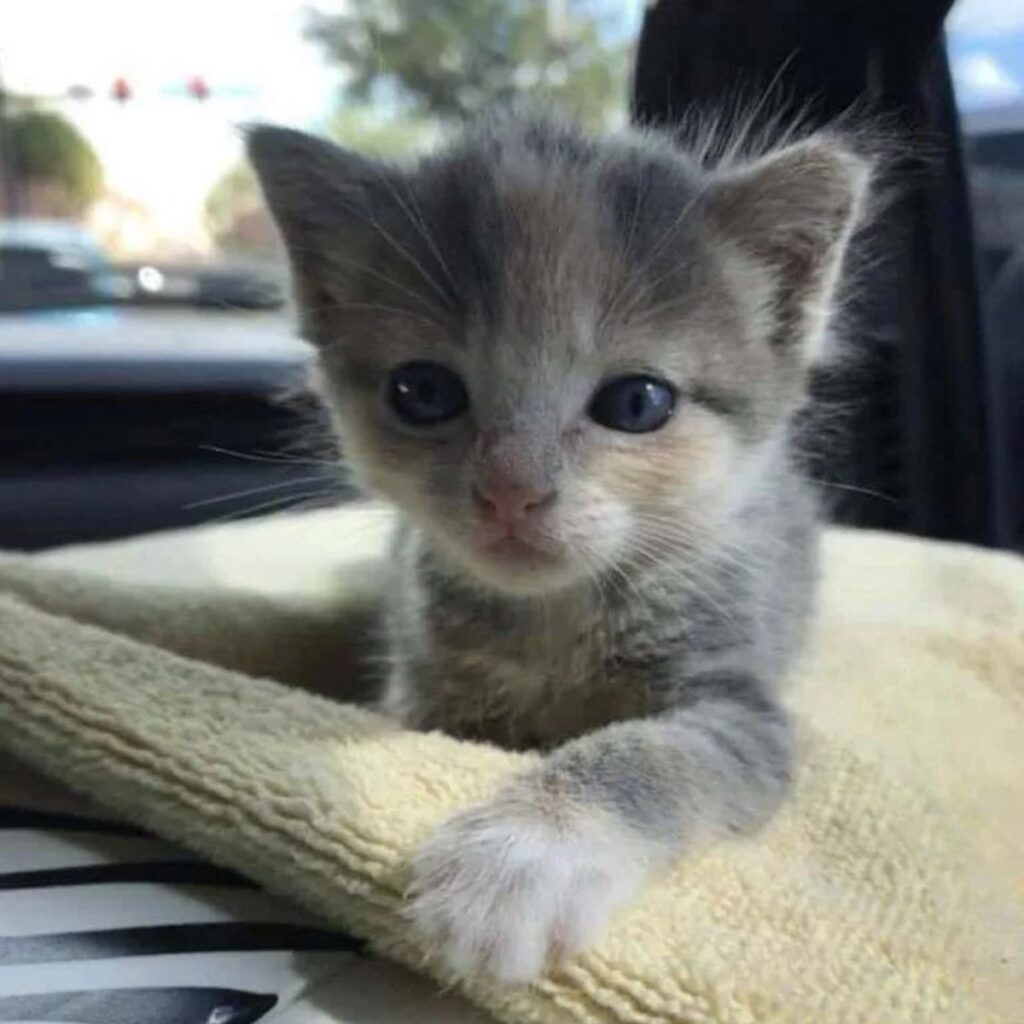 kitten in the car