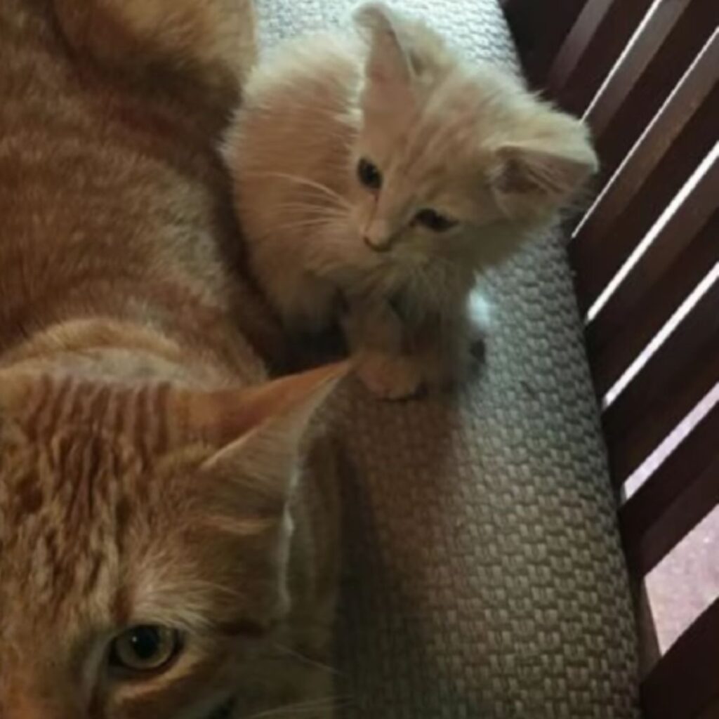 kitten looking at mom cat