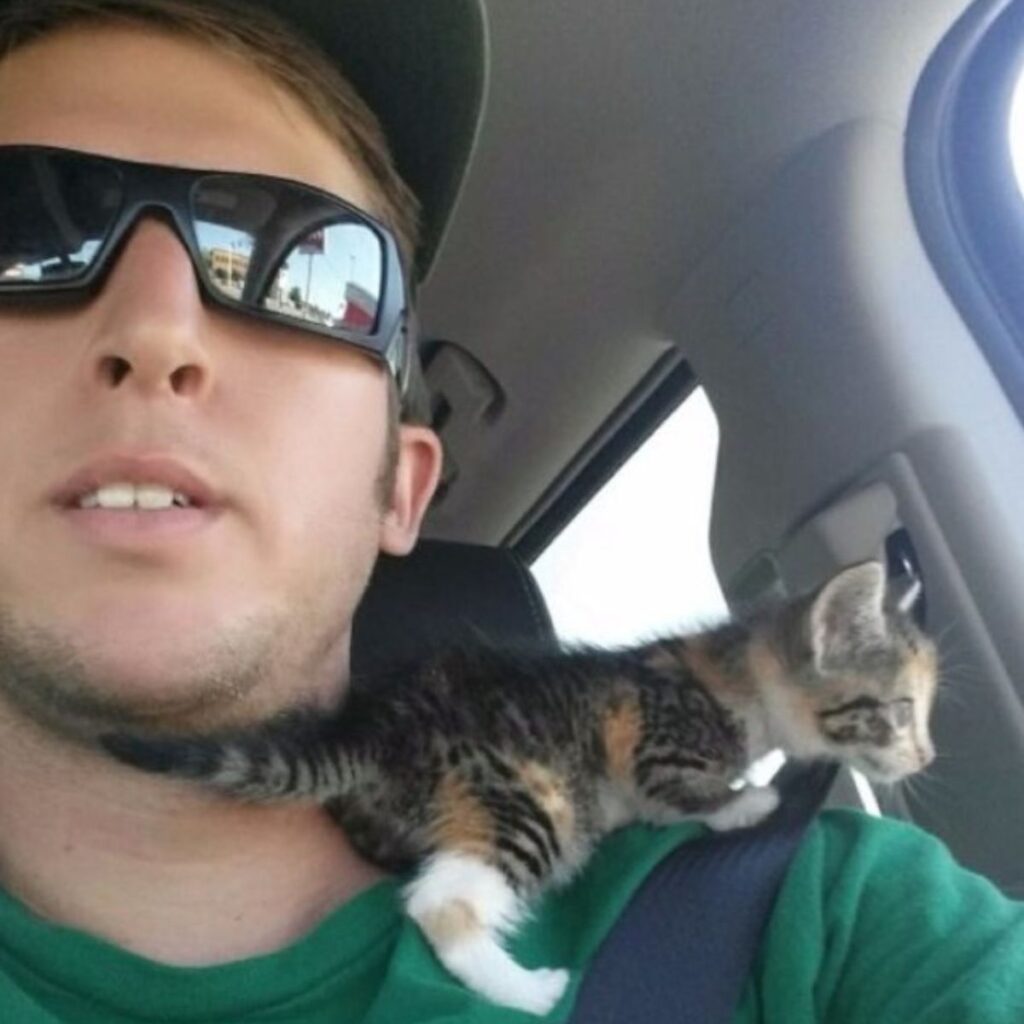 kitten on a man's shoulder