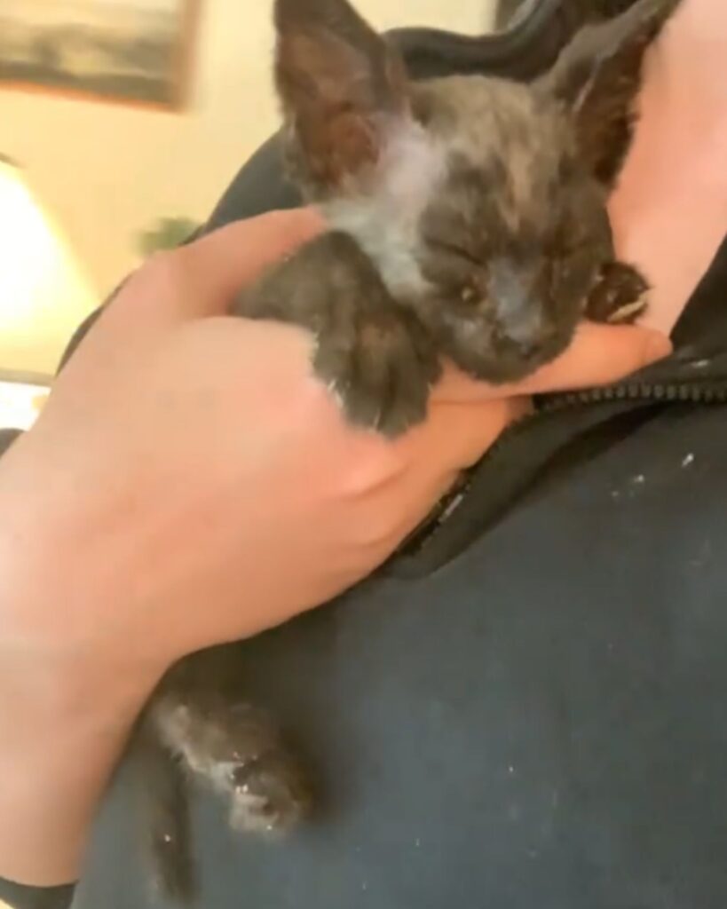 kitten sleeping on hand