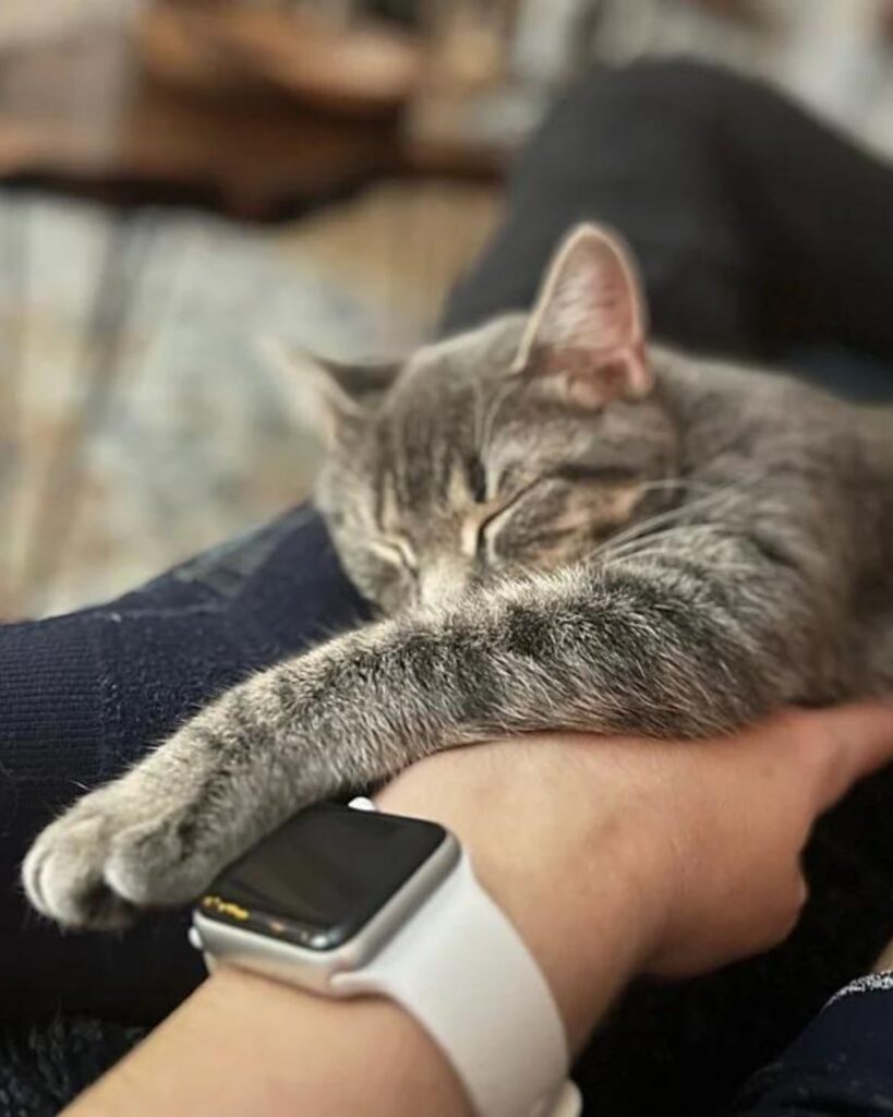 kitten sleeping on man's hand