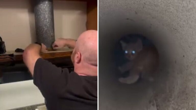 California Couple Shocked When Their Stove Starts ‘Meowing’ In The Middle Of The Night