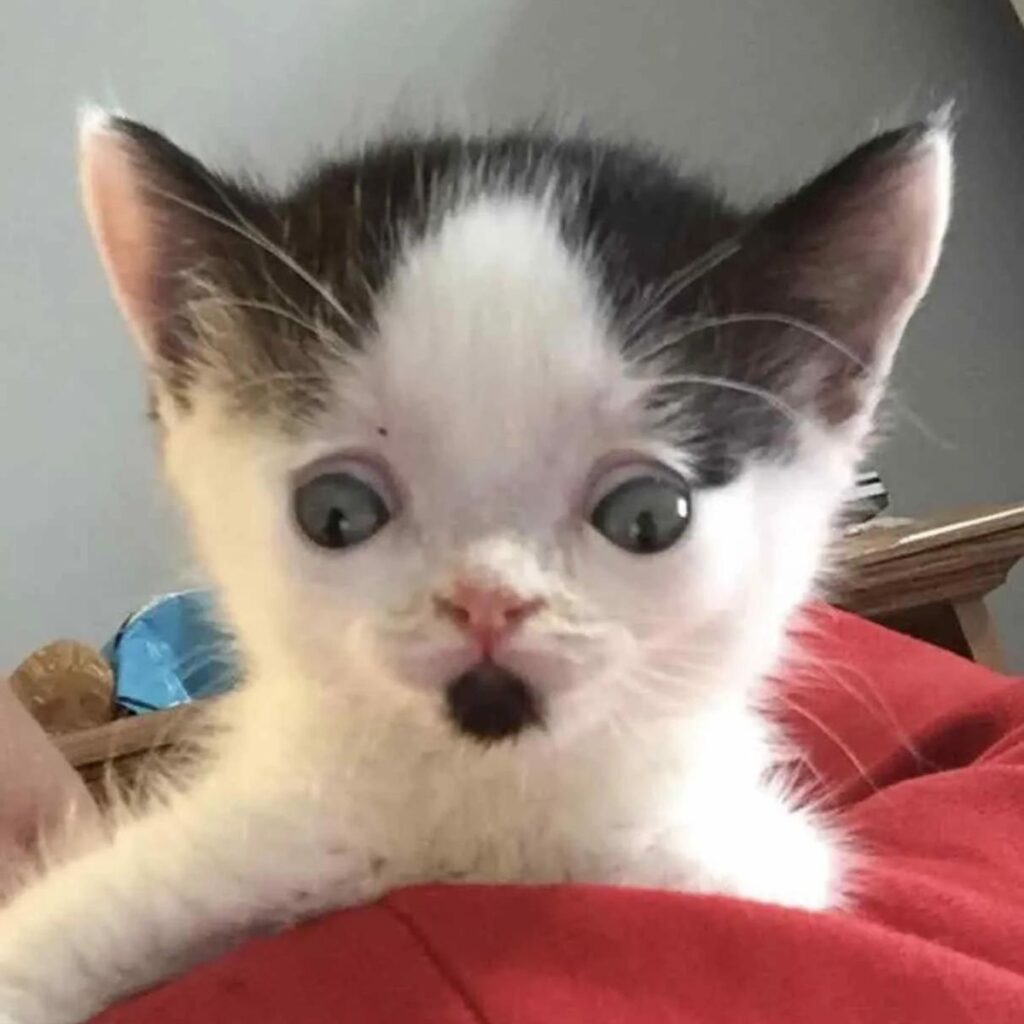 kitten with big eyes