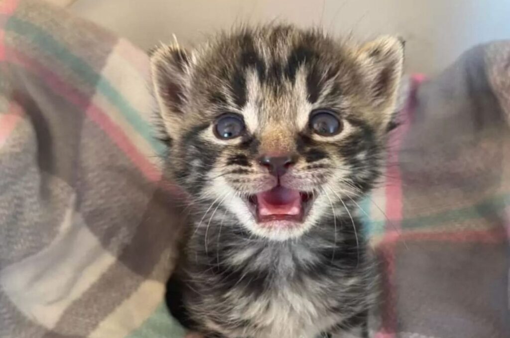 kitten with open mouth