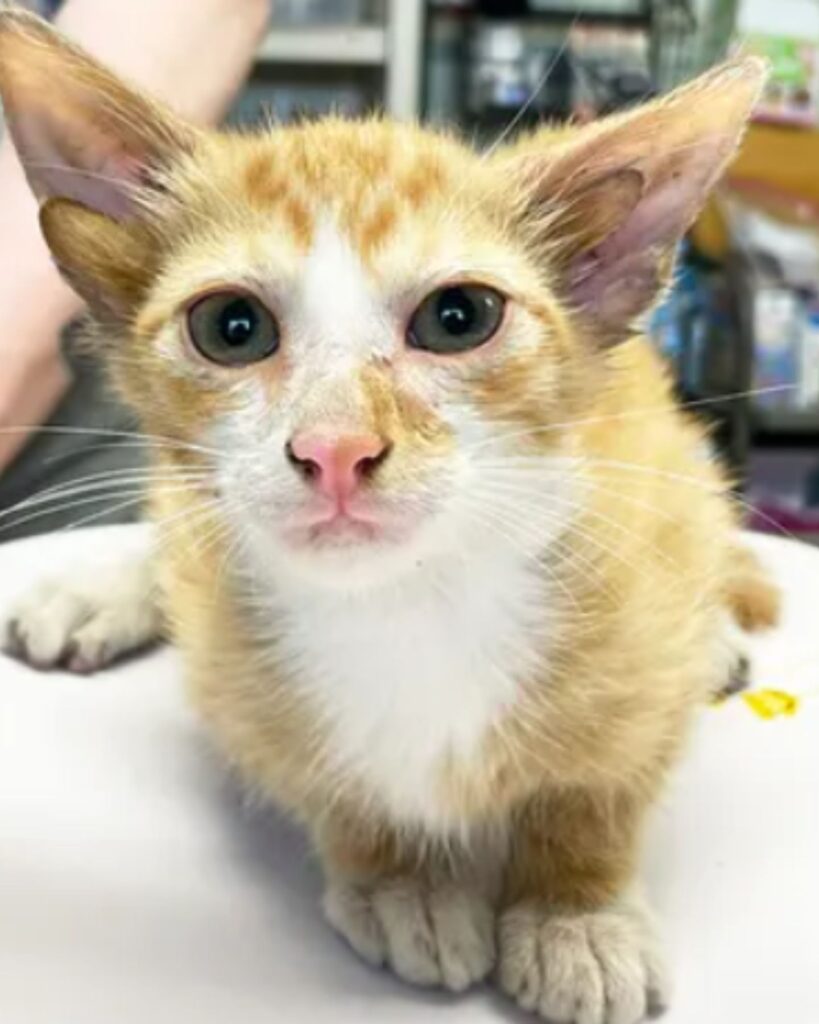 kitten with two ears