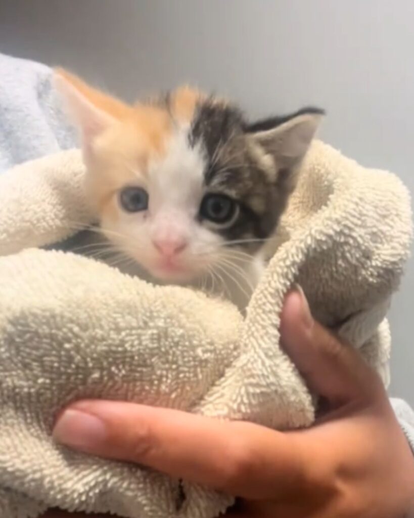 kitten wrapped in a towel