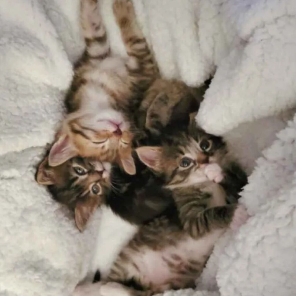 kittens are lying on a white blanket