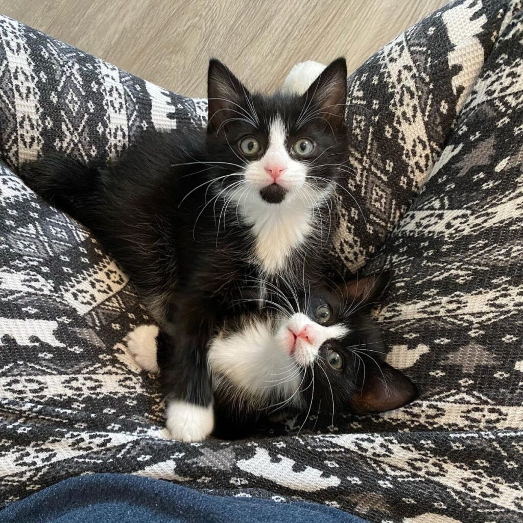 kittens cuddled on a puff sack