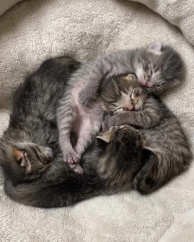 kittens huddled together with their mother cat