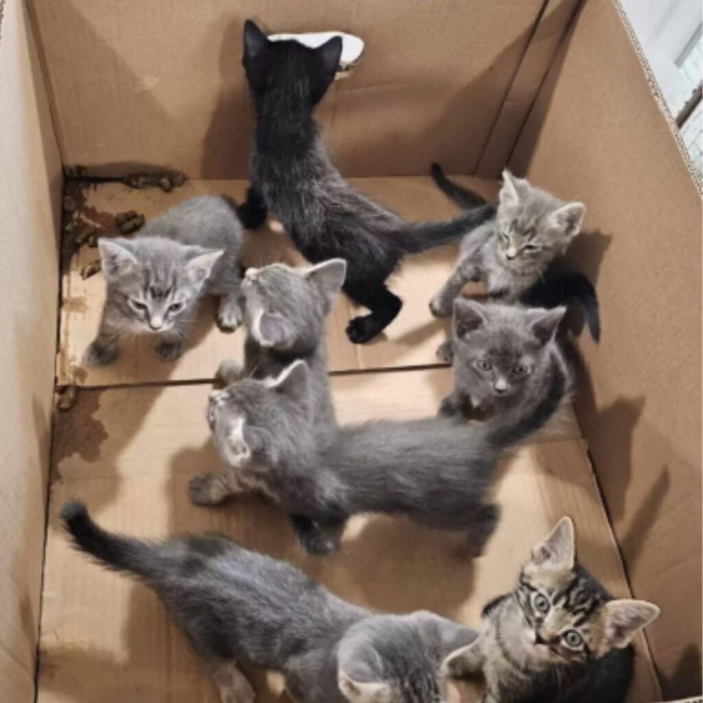 kittens in a cardboard box