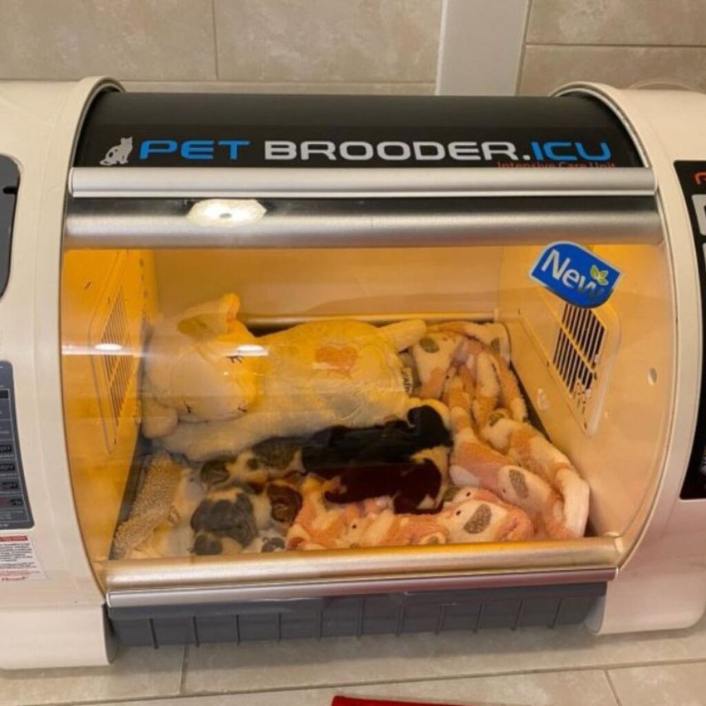 kittens in a pet brooder