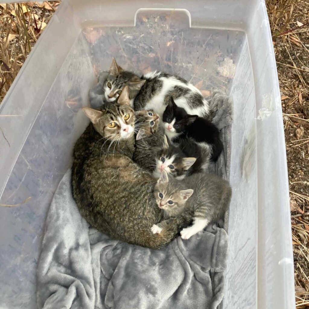 kittens in a plastic box