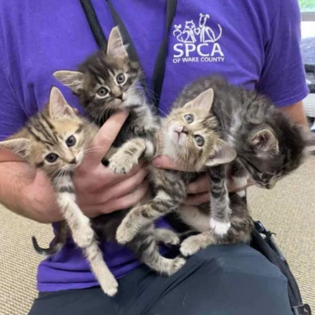 kittens in the hands of a man