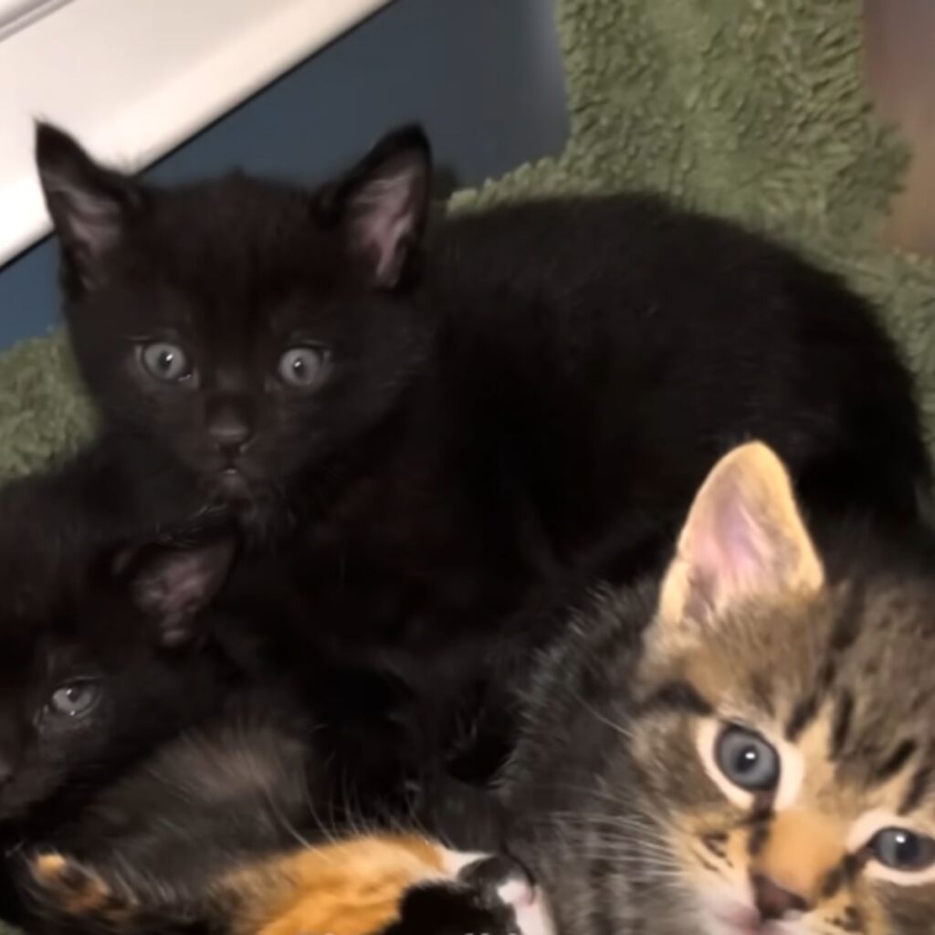 kittens looking at the camera