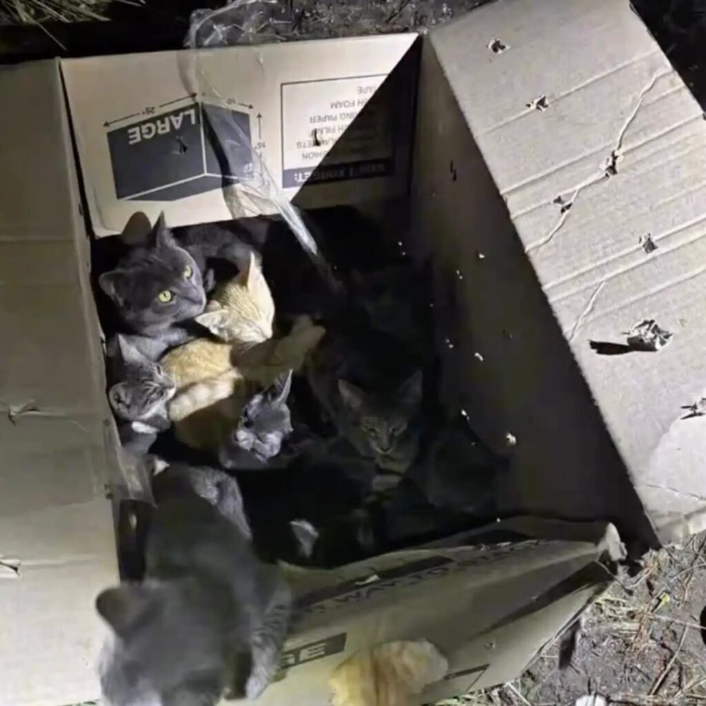 kittens peeking out of a cardboard box