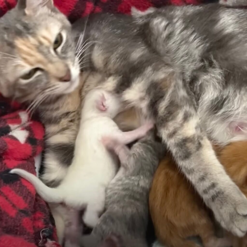 kittens suckle the cat
