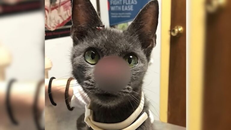 Desperate Cat Pleads For Mercy On Texas Streets, Only to Be Heartlessly Rejected By Everyone