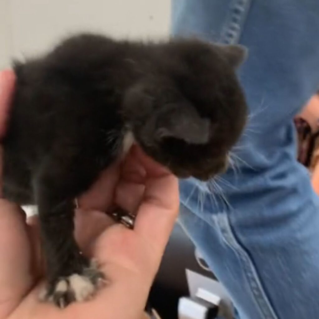 little kitten in hand