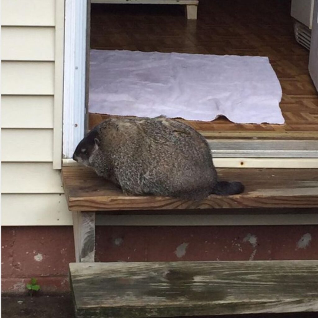 little marmot on the stairs