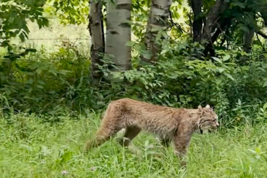 lynx on the grass