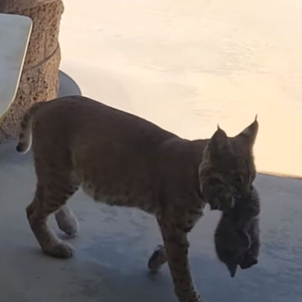 lynx with a machete in its mouth