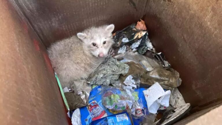 Oakland Cleanup Crew Hears Odd Sounds From Trash Can And Finds Incredibly Rare Creature Inside