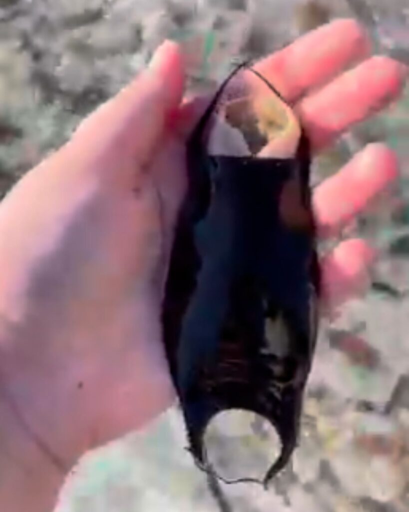 mermaid purse held in woman's hand, taken out of the sea