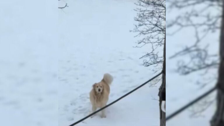 Michigan Woman Hears Barking Outside Her Home And Completely Melts When She Sees Why