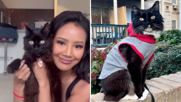 LA Actress Adopts A Terminally Ill Cat For Her Last Days Only To Witness An Incredible Miracle