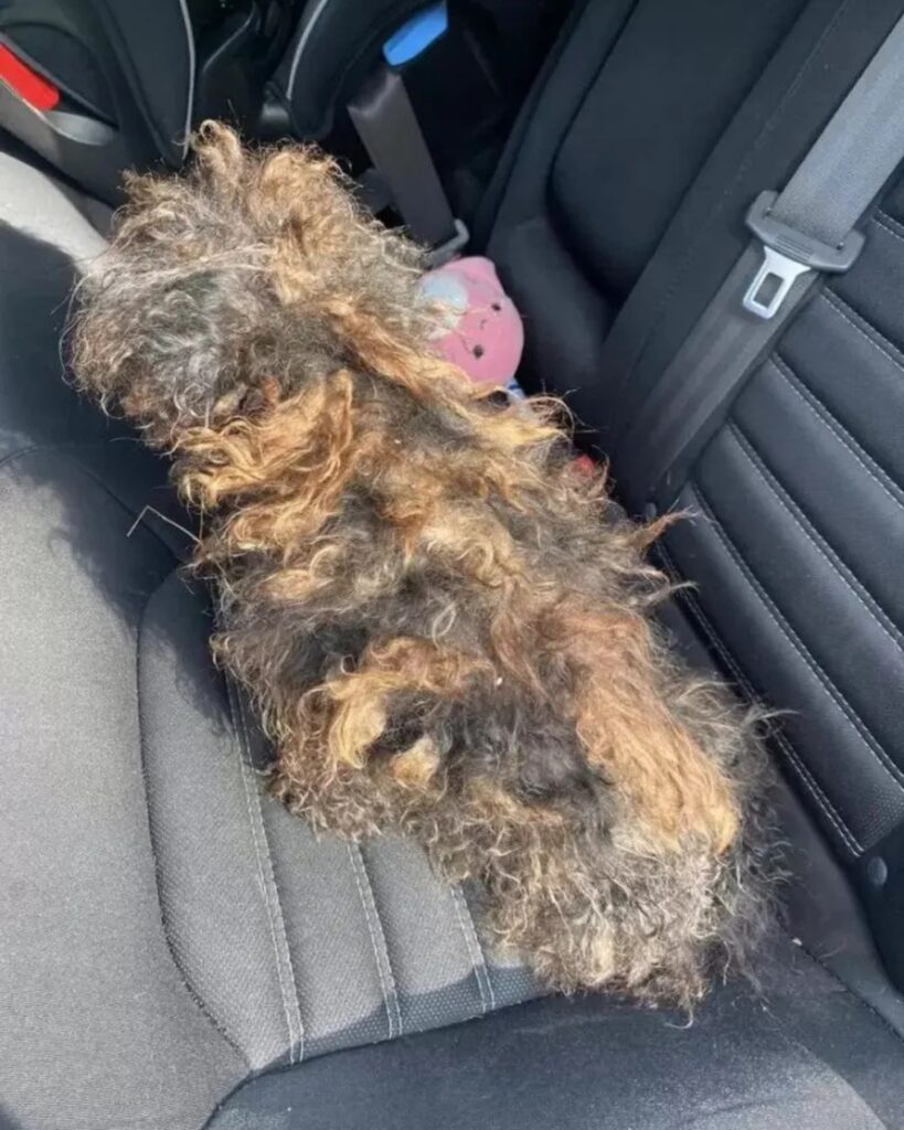 neglected dog on the car seat