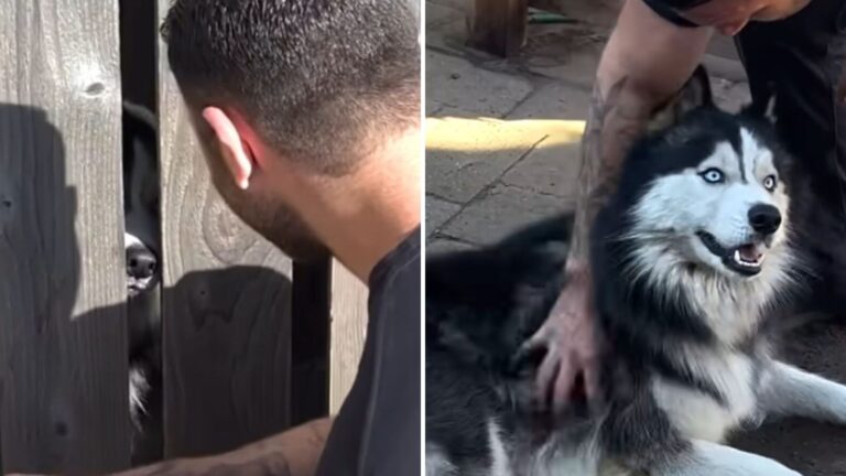 Neglected Husky Who Spent His Whole Life Alone In Oregon Yard Finally Gets The Love He Deserves