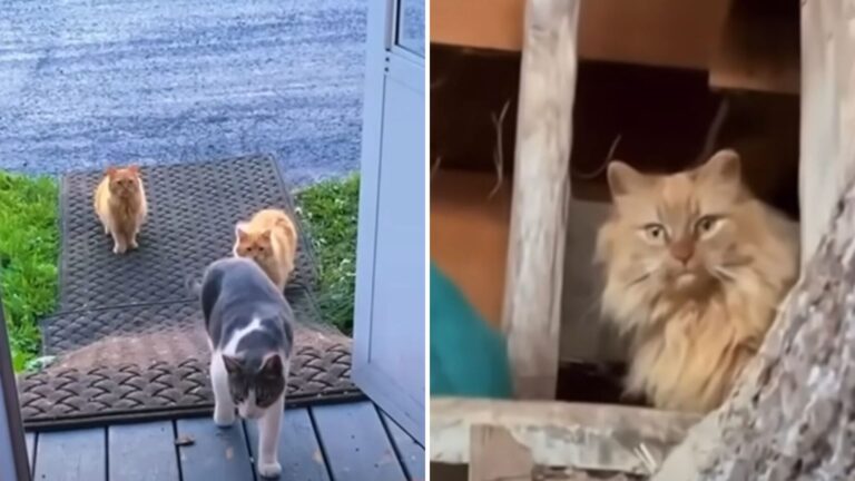 New York Couple Buys A House Only To Realize It Already Has Sixteen Residents