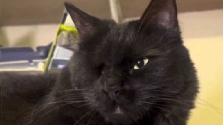 NY Shelter Cat Doesn’t Let Her Painful Past Ruin Her Cheer And Her Story Pulls At Heartstrings