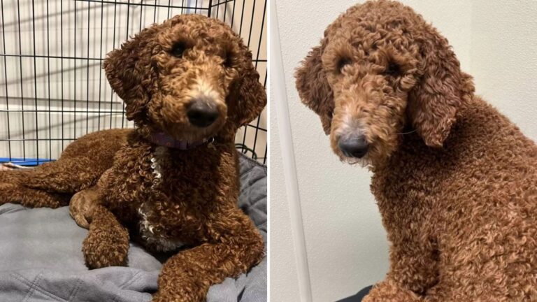 New York Woman Brings Home A Tiny Poodle In Need And Wakes Up To Something Amazing