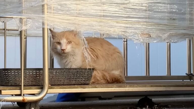 NYC Man Spends Days Earning A Stray Cat’s Trust And It Finally Pays Off