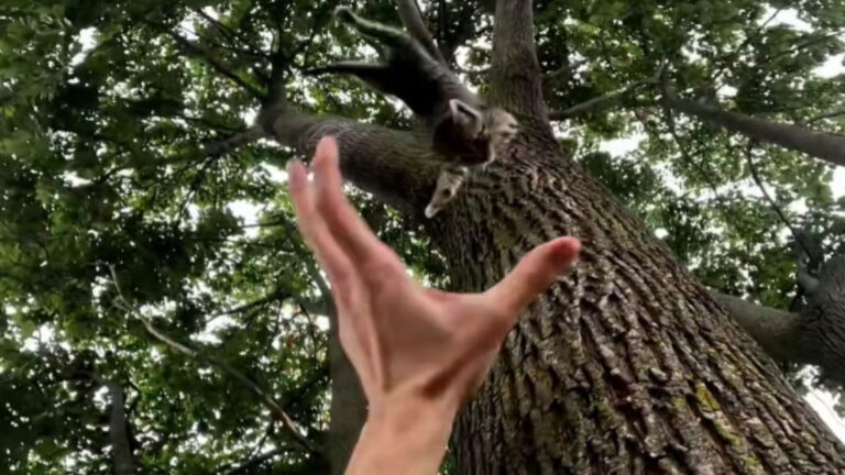 Man Hears Frantic Screams From Tall Tree Sparking Heart-Stopping Rescue In Long Island