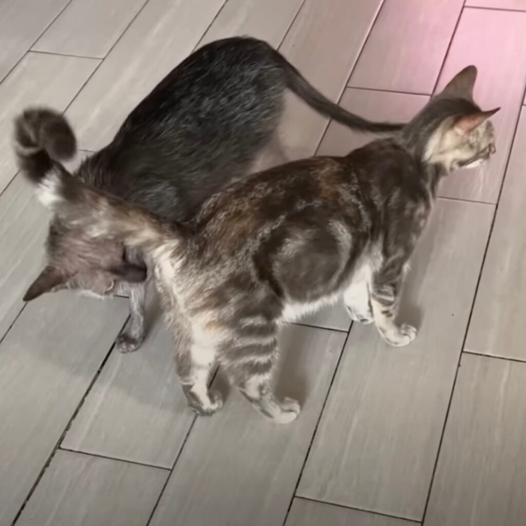 one cat is sniffing the other