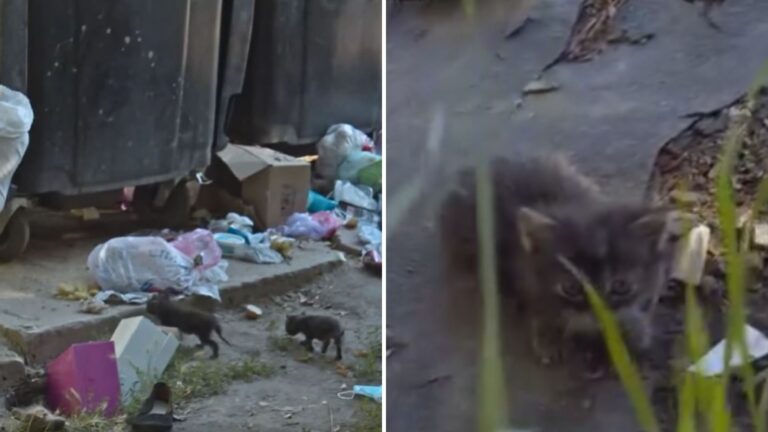 Orphaned Kittens Dumped In LA Landfill Thought No One Would Save Them, Then They Heard Footsteps