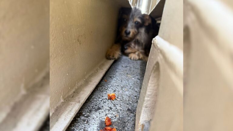 Orphaned Puppies Hiding Behind A School In LA Realize Someone Finally Came For Them