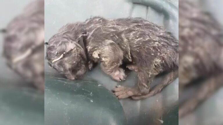 Tiny Kitten In California Was Left In Trash With No Hope Of Survival But Look How He Turned Out