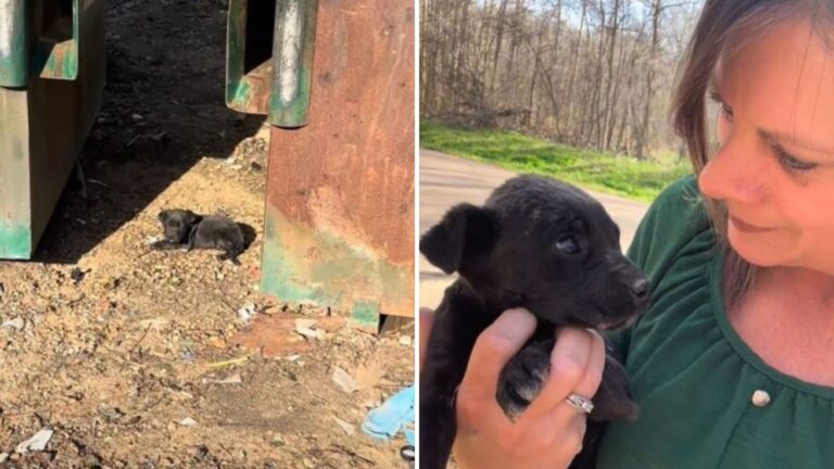 Puppy Found Near Dumpster In Mississippi Is So Happy That Someone Realized He’s Not Trash