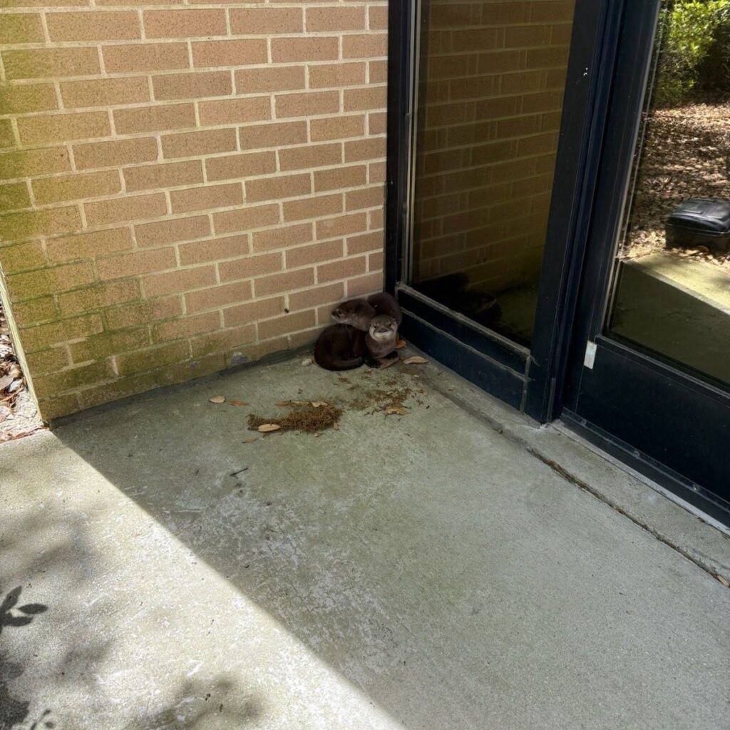 otter by the front door